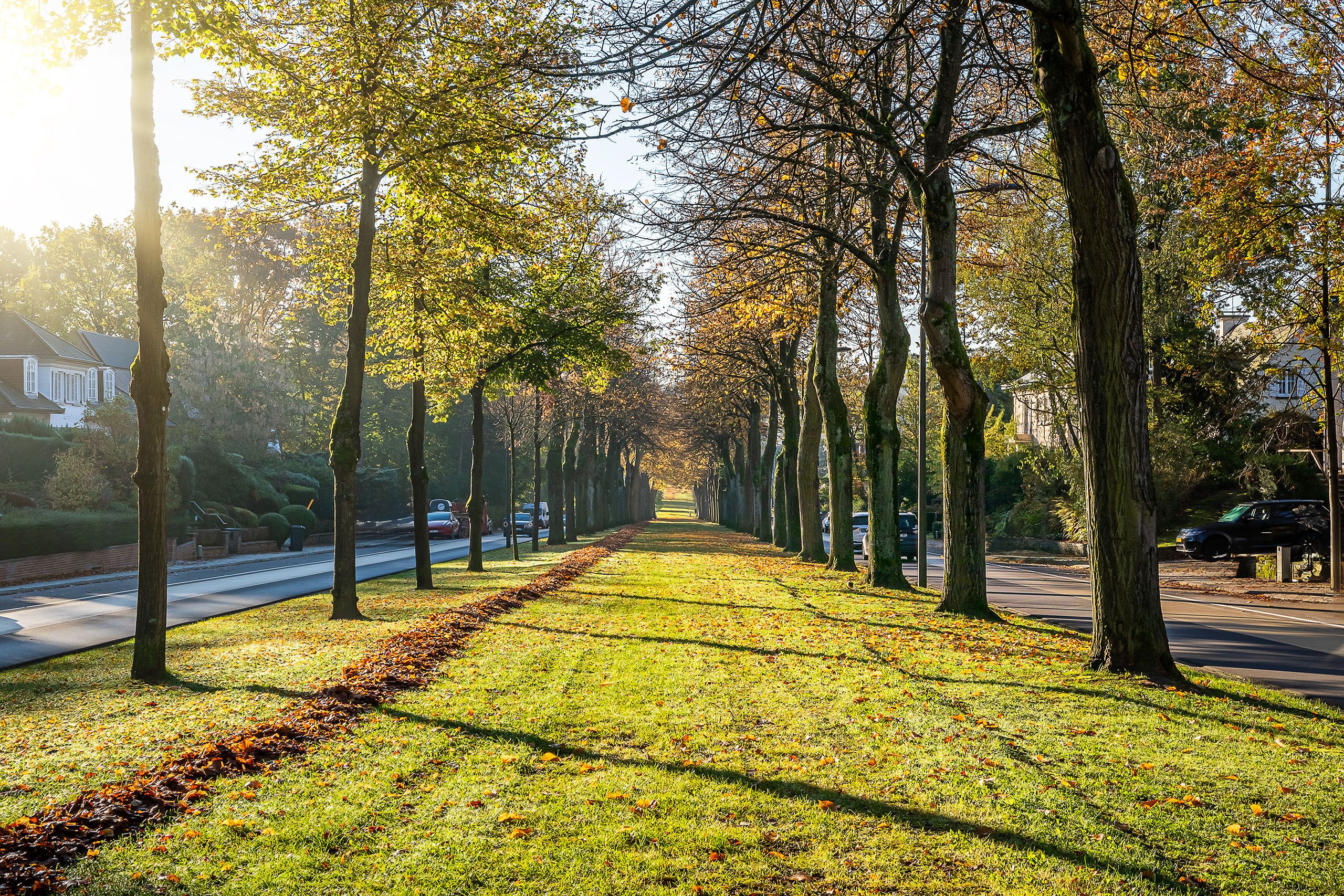 Avenue automnale paisible bordée d’arbres verts et dorés, sous une lumière chaude et apaisante.