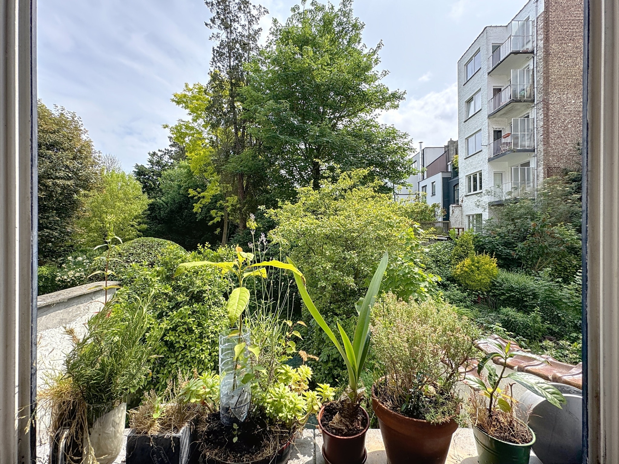 Balcon végétalisé avec vue sur jardin urbain, grand arbre et ciel bleu.