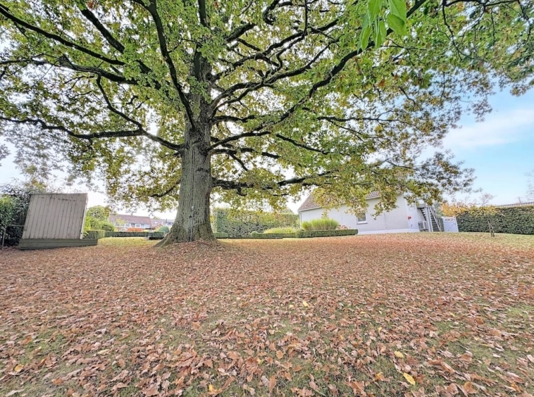 Grote boom, vredige tuin, herfstbladeren, wit huis, blauwe lucht, serene sfeer.