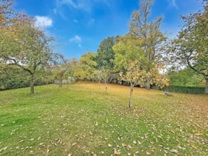 Jardin dautomne paisible avec feuilles colorées, arbres jaunes, ciel bleu clair et ambiance sereine.
